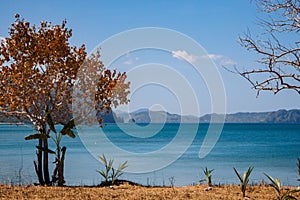 Tree with golden leaves with small palms against scenic seascape. Tropical landscape in autumn. Trees on Philippines beach.