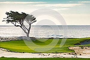 Tree on golf course with ocean in background
