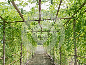Tree of gourd and bottle gourd