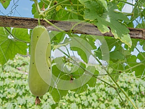 Tree of gourd and bottle gourd