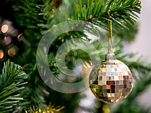 Tree of gourd and bottle gourd