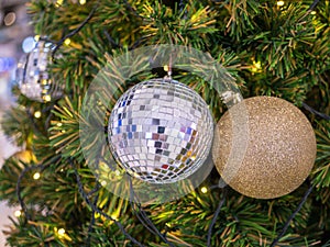 Tree of gourd and bottle gourd