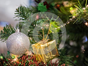 Tree of gourd and bottle gourd