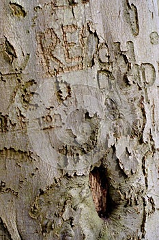 Tree Graffiti 1