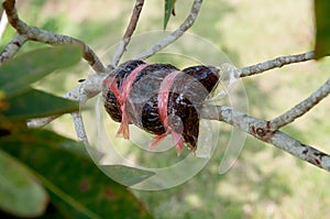 Tree graft agricultural technique