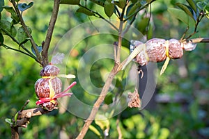 Tree graft is agricultural