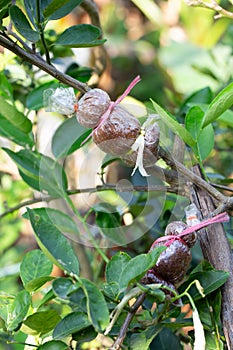 Tree graft is agricultural