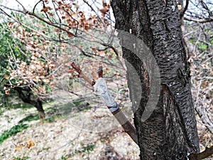 Tree with grafted branch