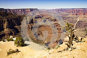 Tree in Grand Canyon national park, USA