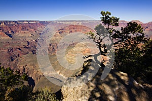 Tree in Grand Canyon national park, USA