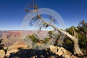 Tree in Grand Canyon national park, USA
