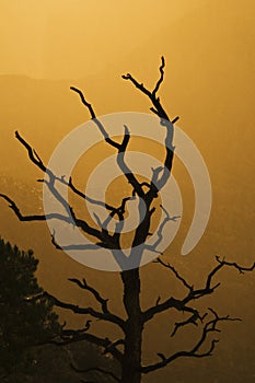 Tree at the grand canyon at sunset