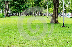 Tree and grass background in noon