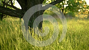 Tree in the grass.Green grass sways under the rays of the sun.