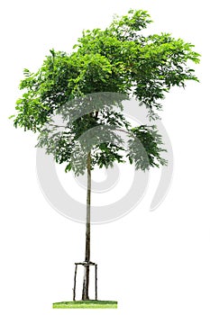 Tree with grass isolated on white background