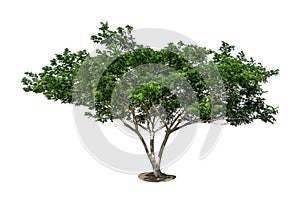 Tree with grass isolated on white background