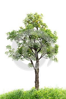 Tree with grass isolated on white background