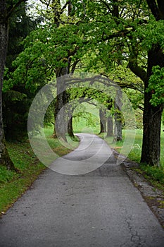 Tree and grass lined driveway