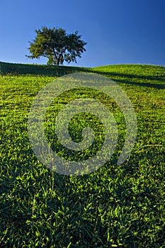 Tree on Grassland
