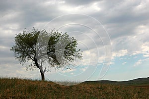 The tree in a grassland