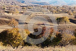 Tree and grassland in autumn