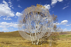 Tree in grassland with cloudy sky in autumn