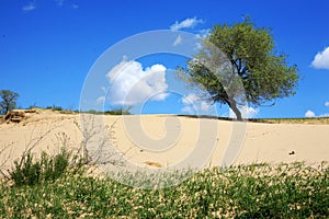 The tree in a grassland desertification