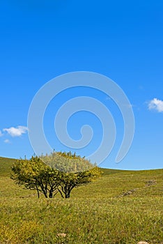 tree on the grasslands