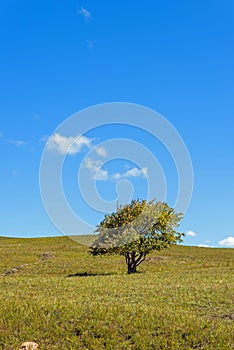 A tree on the grasslands