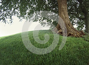 Tree on grassy hill.