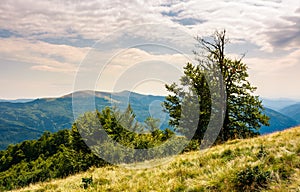 Tree on the grassy hillside on a cloudy day