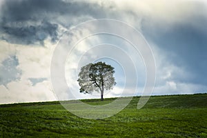 Tree on grassy hillside under cloudy skies