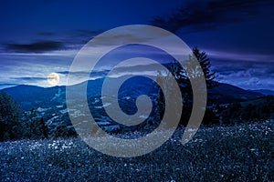 Tree on a grassy rural field at night