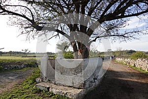 Tree on grave of a mystic