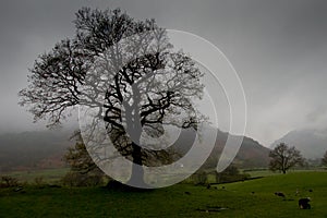 Tree, Great Langdale