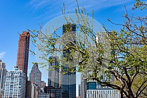 Tree with Green Buds during Spring on Roosevelt Island with a view of the Upper East Side Skyline of New York City