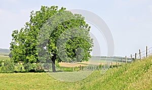 Tree in green countryside