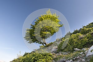 Tree in green dress