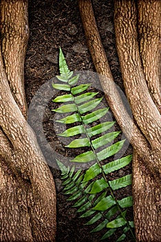 Tree with Green Fern and Soil