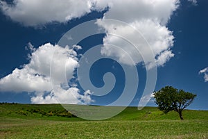 Tree on green field