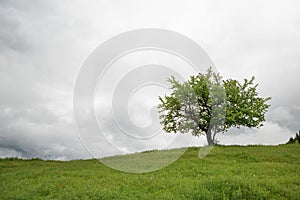 Tree on a green field