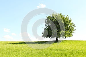 Tree on green field