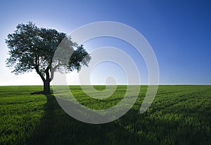 Tree,green field,blue sky
