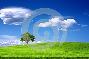 Tree on green field and blue sky