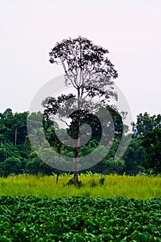 Tree in green field , Countryside background