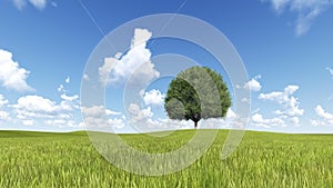 Tree green field meadow and trail 3D render