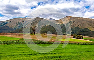 Tree in a green field with mountains in the background photo