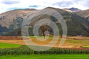 Tree in a green field with mountains in the background photo