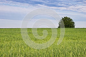 Tree and green field of oats