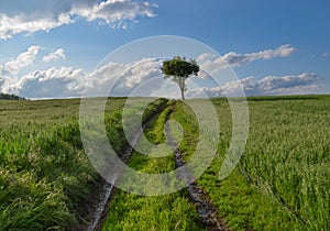 Tree on a green field of wheat